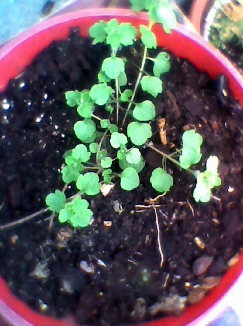 Veronica hederifolia